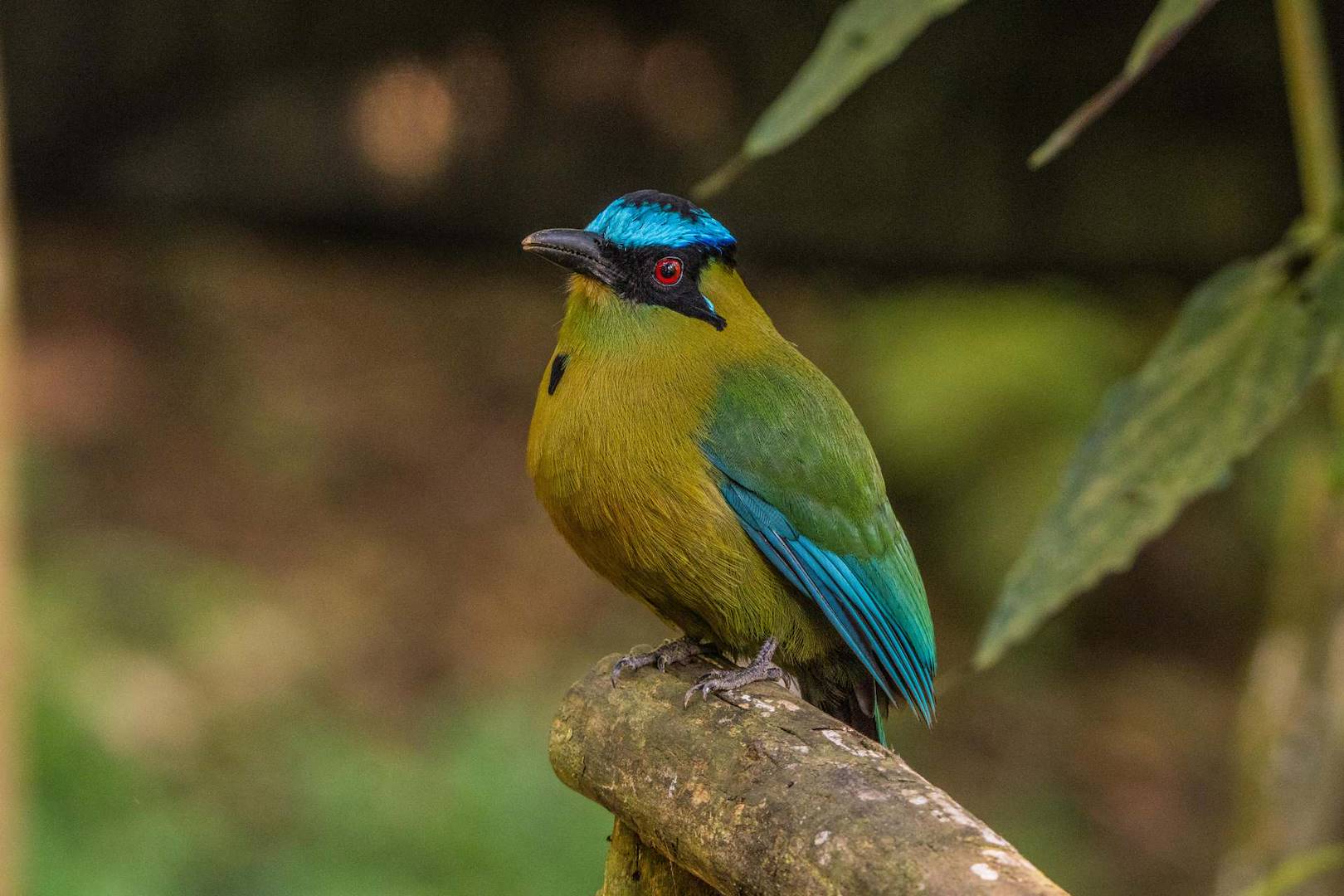 Birdwatching in Costa Rica: discovering a unique biodiversity