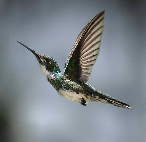 Birdwatching in Costa Rica: discovering a unique biodiversity