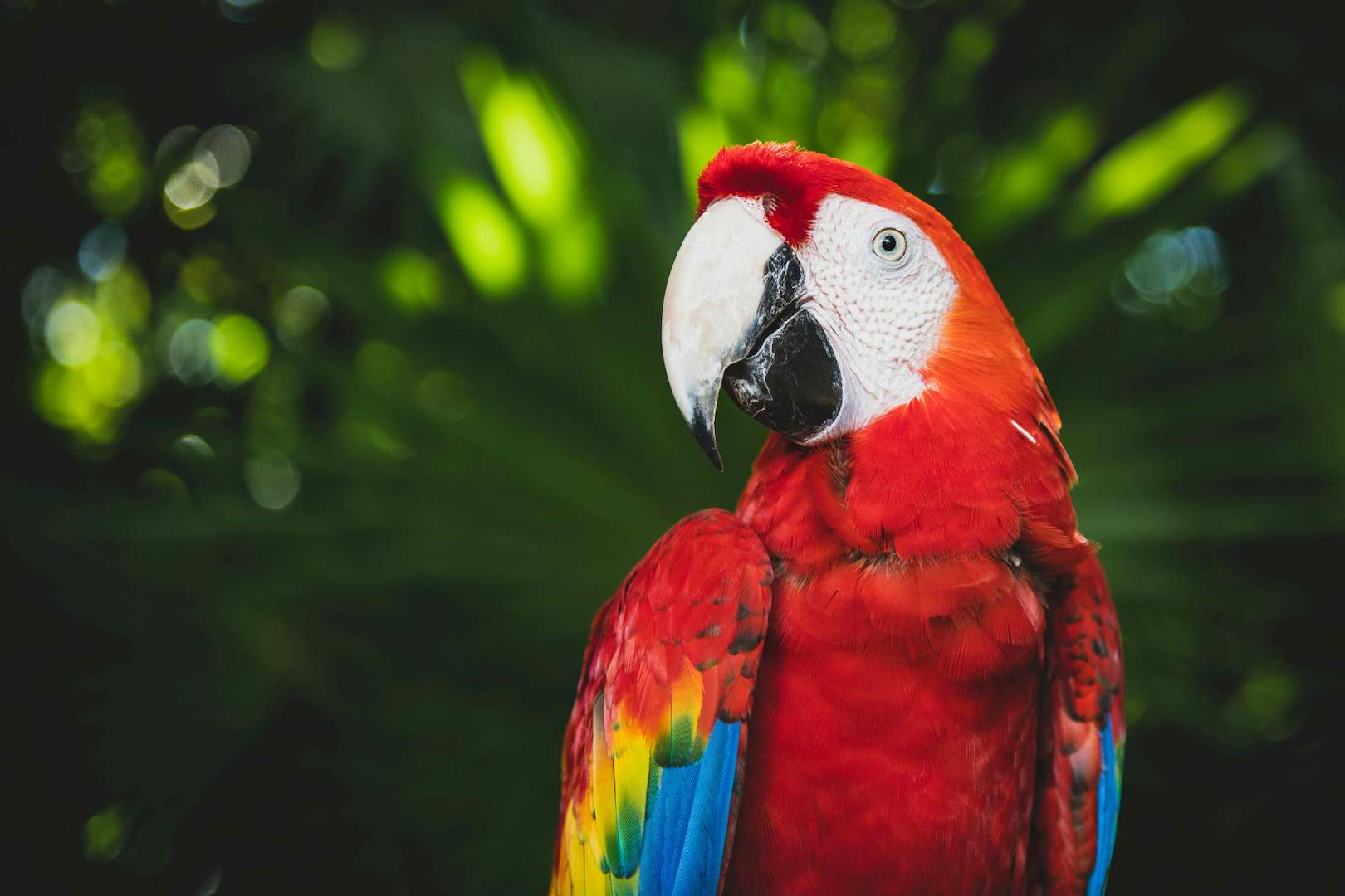 Scopri il paradiso del birdwatching in Costa Rica con Flor de Pacifico