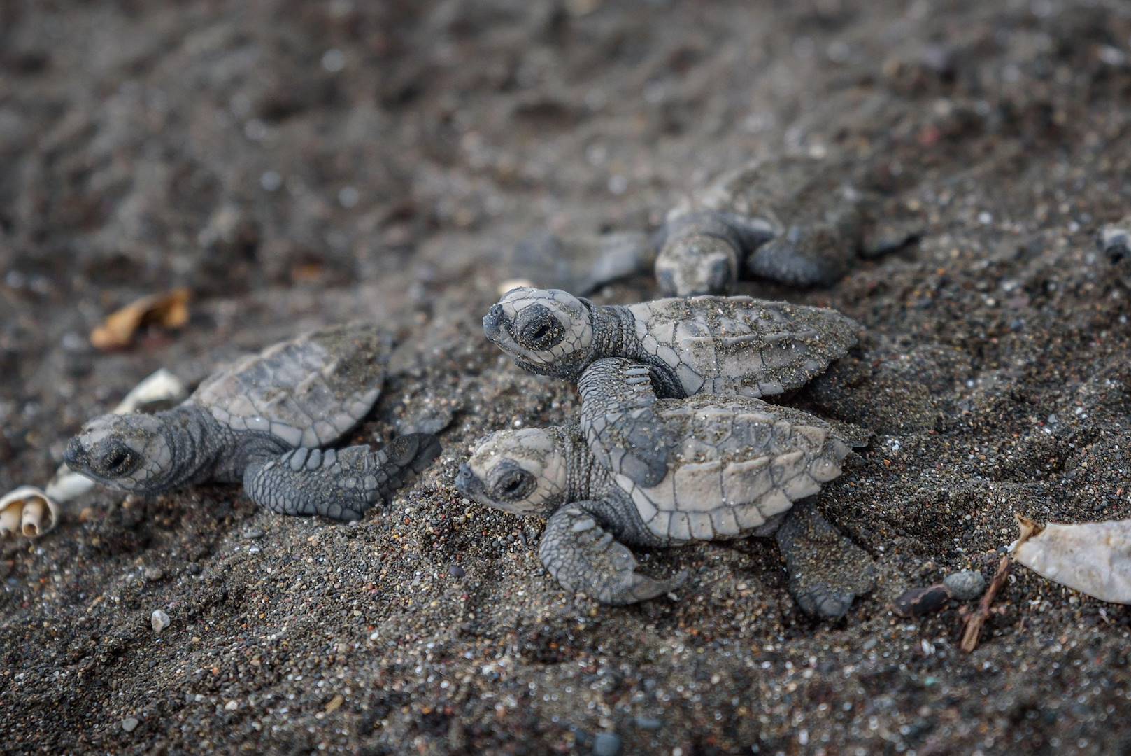 Proteggere la fauna marina in Costa Rica: la scienza partecipata